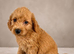 Labradoodle pups ready to go