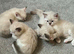 Beautiful ragdoll kittens for sale