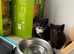 Kittens ready 2nd August 26