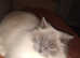 ragdoll
