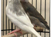 Pair Java finch sparrow