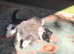 2 ragdoll mix kittens