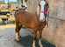 Welsh 2 year old
