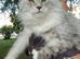 xxl mainecoon cub
