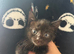 beautiful kittens looking for forever home