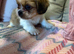 Stunning Shih Tzu’s