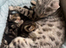 Bengal Kittens