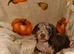 Tiny miniature dachshund