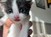 Kittens for sale