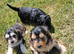 Brilliant Cockalier-a-Poo Puppies &ndash; Ready Soon!