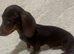 Stunning dachshund boys