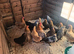 Pekin Bantams