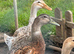 6x Welsh Harlequin Ducks & 2 Silver Appleyard