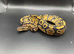 Male Yellowbelly het clown het pied ball python