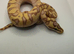 2026 pastel enchi coral glow hypo ball python