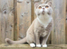 British Shorthair Kittens