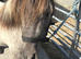 Hillash Amos - Gorgeous reg Miniature 32” 3 yr old gelding, silver dun.