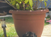 Cavapoo puppy