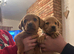 KC reg Labrador pups for sale