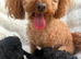 Beautiful Toy Poodle both males