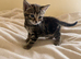Beautiful striped tabby female kitten – available to reserve