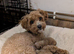 Stunning little boy left from a litter of 3