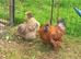 Pair miniature silkies