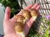 Albino Giant African Snails for sale!