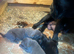 Cane corso top blood lines