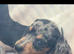 Jackshund Puppies &ndash; 1Beautiful Girl & 3 Handsome Boys