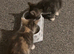 Beautiful kittens available