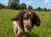 PURE English springer spaniel
