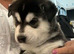 Siberian White Husky - Beautiful male and female husky puppies.