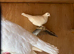 12 white droppers for sale couple of fantails