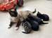 Kittens for Sale – Mixed Siamese x British Longhair