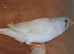 Zebra Finches
