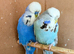 Stunning budgies