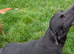 Lovely Adult Labrador
