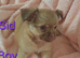 1 boy & 1 girl now available Long Coat Chihuahua puppies