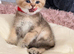 Golden Chinchilla Scottish Fold Kittens &ndash; Teddy Bear Faces
