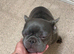 Blue girl frenchie