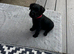 Patterdale girl