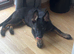 Female German shepherd 17 weeks