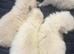 MALE RAGDOLLS