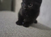Beautiful kittens for sale
