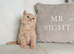 ️️ BRITISH SHORTHAIR CREAM KITTENS READY NOW