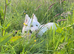 White Swiss Shepherd puppies