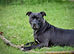 Staffy puppies