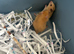 Syrian Hamster Baby’s - Ready 8th July