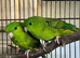 Pair of green linnies Lineolated parakeets